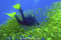 Mellow Yellow is the dive site's name in Sodwana Bay. Tru... by Peet J Van Eeden 